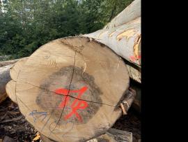 Buk Dyharenská guľatina |  Tvrdé drevo | Guľatina | SF WOOD, s. r. o.
