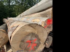 Buk Dyharenská guľatina |  Tvrdé drevo | Guľatina | SF WOOD, s. r. o.