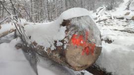Javor Piliarska guľatina |  Tvrdé drevo | Guľatina | Gazdovské lesy-Vyšná Rybnica poz. spol.