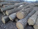 Agát Piliarska guľatina |  Tvrdé drevo | Guľatina | TRANS-WOOD