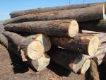 Dub Piliarska guľatina |  Tvrdé drevo | Guľatina | TRANS-WOOD