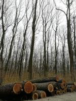 Valnöt Sågrundvirke |  Lövträ | Runt virke | Adam