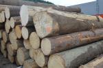 Smrek Dyharenská guľatina |  Mäkké drevo | Guľatina | Tilia-t,s.r.o