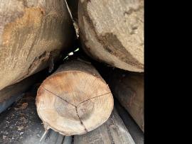 Buk Dyharenská guľatina |  Tvrdé drevo | Guľatina | SF WOOD, s. r. o.