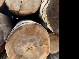Buk Dyharenská guľatina |  Tvrdé drevo | Guľatina | SF WOOD, s. r. o.