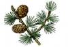 FOR-LARIX, s.r.o. FOR-LARIX, s.r.o.
