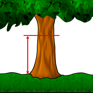 Meranie - Priemer na prsnej výške #1