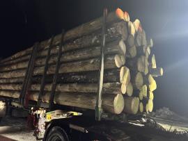 Guľatina jedľa smrek