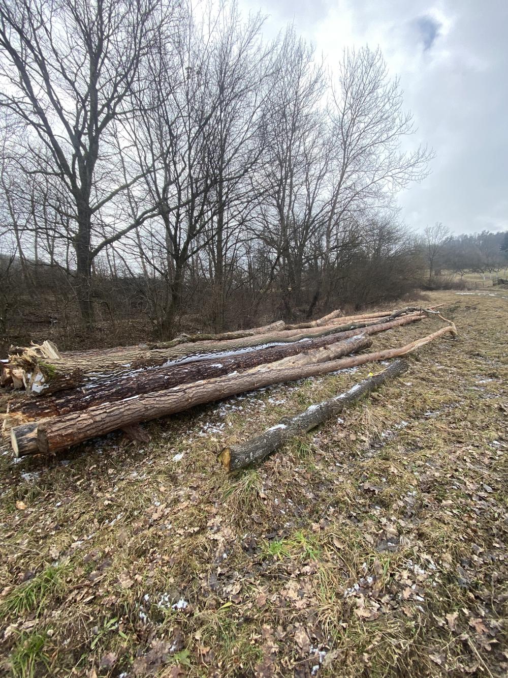 Predám borovicovu guľatinu