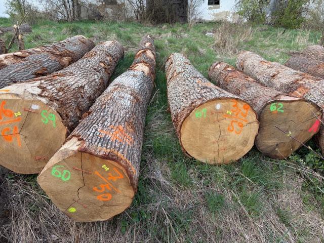 Predaj dubová guľatina F,FA